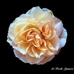 nel mio giardino le rose fioriscono ancora. nel mio giardino le rose fioriscono ancora.