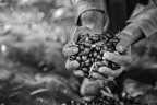 olive a piene mani olive a piene mani