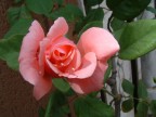 fiorita fiorita