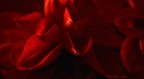 Red Red