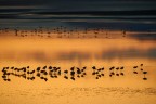 Avocette Avocette