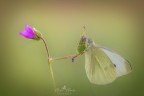 cavolaia (pieris rapace) cavolaia (pieris rapace)