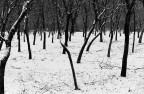 in frac bianco e nero in frac bianco e nero