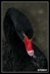 Cigno nero (aggiunta versione più chiara) Cigno nero (aggiunta versione più chiara)