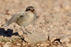 Averla piccola (Lanius collurio) Averla piccola (Lanius collurio)