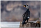 Cormorano nel vento da nord.
