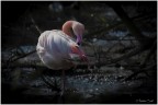 Think Pink Think Pink