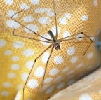 *** Spidergambelunghe *** *** Spidergambelunghe ***