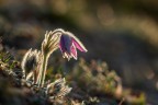 Pulsatilla Pulsatilla