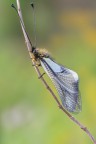 Libelloides lacteus Libelloides lacteus