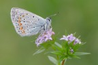 Polyommatus icarus Polyommatus icarus