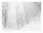 Bosco invernale nella nebbia Bosco invernale nella nebbia