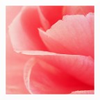 Tra i petali di una camelia