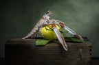 Lo scampo e il limone Lo scampo e il limone
