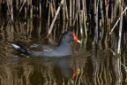 Gallinella d'acqua
