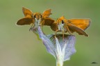 Pyrgus Pyrgus
