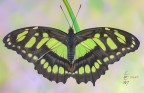 Graphium agamennon (Linnaeus, 1758) Graphium agamennon (Linnaeus, 1758)