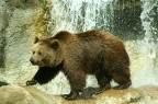 orso orso