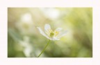 Anemone Anemone