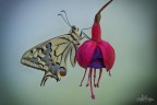 Papilio machaon Papilio machaon