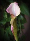Flower therapy Flower therapy