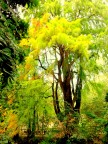 Giallo. Giallo.
