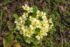 Piena fioritura