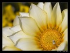 Fiore Fiore