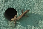 Duecertole Duecertole
