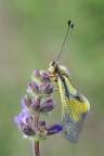 Libelloides lacteus Libelloides lacteus