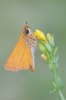 Tymelicus acteon Tymelicus acteon