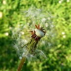 Solo Humor Photo.

kampes