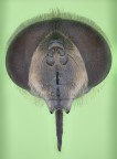The Fly The Fly
