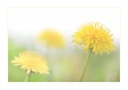 dolce primavera.... dolce primavera....