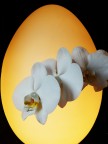 Buona Pasqua! Buona Pasqua!