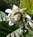 Della serie fioriture.....senza pretese.....solo documentazione.

kampes