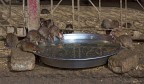 Qui i topi sono sacri Qui i topi sono sacri