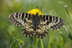 Zerynthia polyxena Zerynthia polyxena