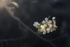 Primavera