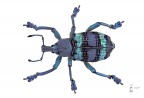 Eupholus schoenherri (Guérin-Méneville, 1838) Eupholus schoenherri (Guérin-Méneville, 1838)
