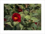 Red Red