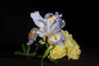 Iris Iris