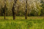 primavera primavera