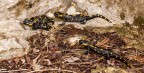 Salamandre 2 Salamandre 2