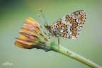 melitea didyma melitea didyma