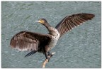 Cormorano Cormorano
