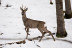 Capriolo maschio Capriolo maschio