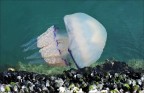 Rhizostoma Pulmo Rhizostoma Pulmo