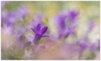 Crocus Crocus