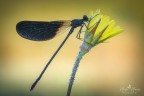 Calopteryx Calopteryx